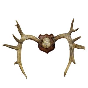 Large White-tailed Deer Trophy On Wooden Plaque Ca. 1900s
