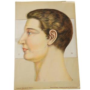 Foldable Anatomical Brochure From The 1900s Representing The Human Head