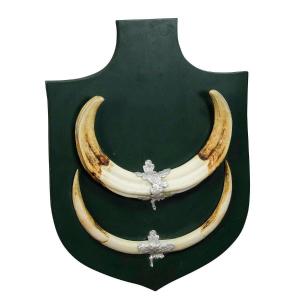 Large African Warthog Trophy Mounted On Wooden Plate