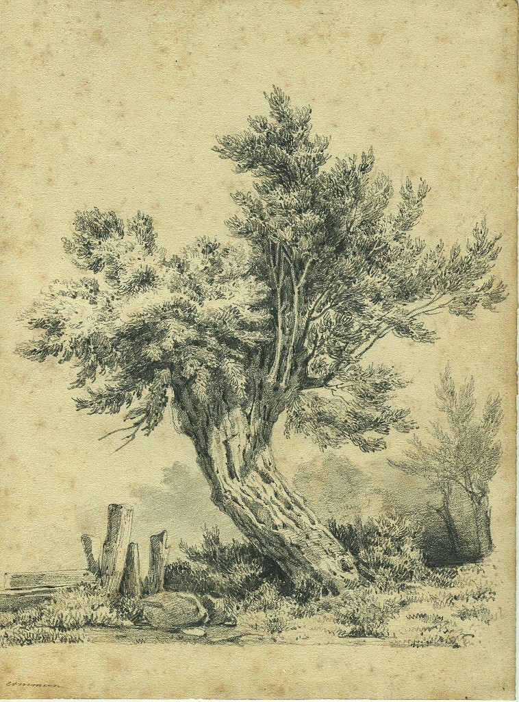 Original Drawing Annotated "1847 Coignet" (for Jules Coignet 1798-1860) Willow - Tree 