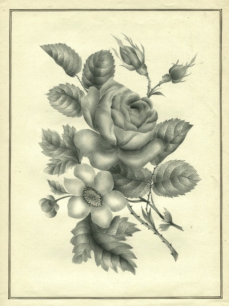 Fleurs, Botanique, Rose - Dessin original ancien  au lavis