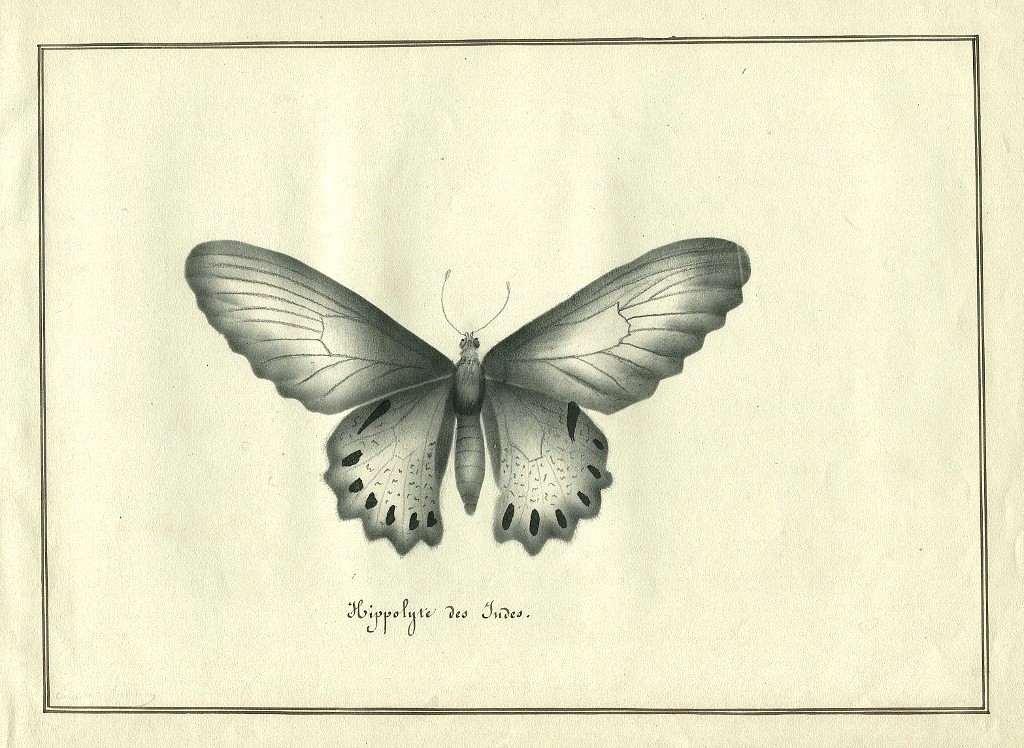Papillon Hippolyte des Inde - Dessin original ancien 