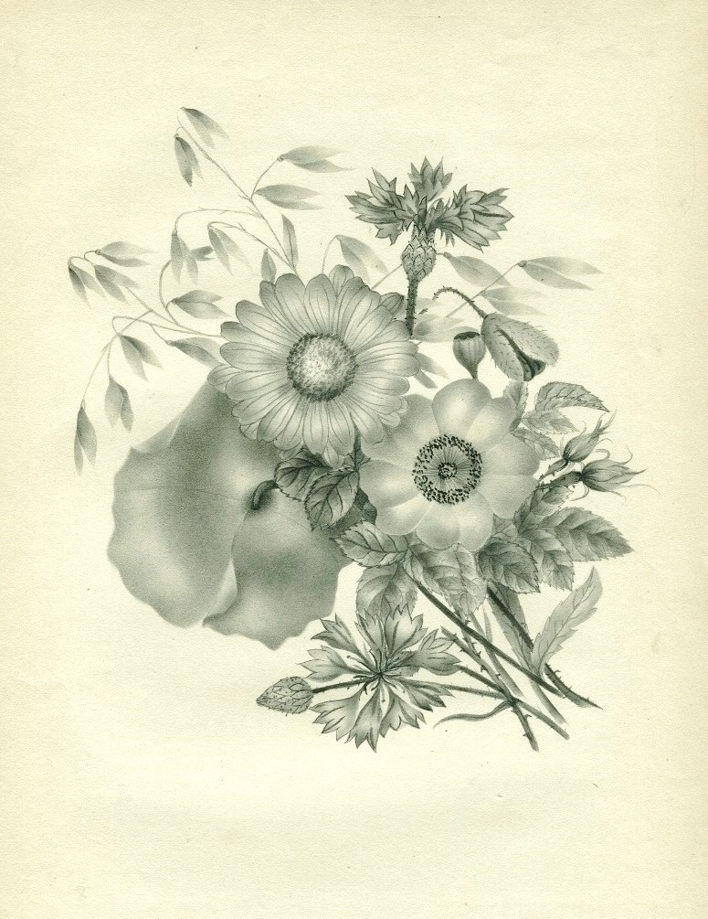 Fleurs, Botanique - Dessin original ancien - Pavot , marguerite et oeillet