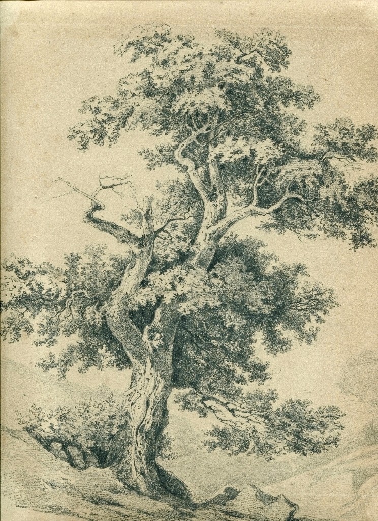 Original Antique Drawing Depicting An Old Oak Tree  -photo-2