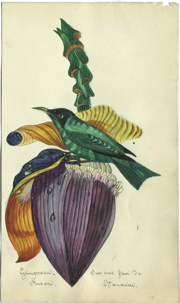 Treecreeper/finch On A Banana Flower - Original Antique Drawing, Watercolor