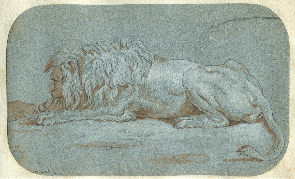 Un Lion -  Dessin original ancien à la plume, lavis et gouache blanche