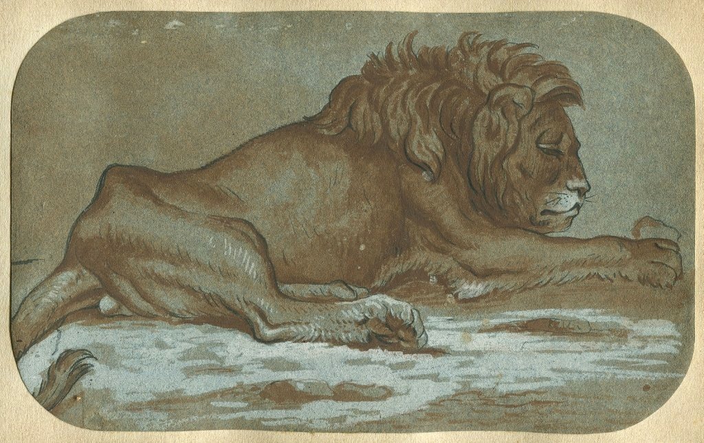 Reclining Lion - Original Antique Drawing In Pen, Wash, And White Gouache
