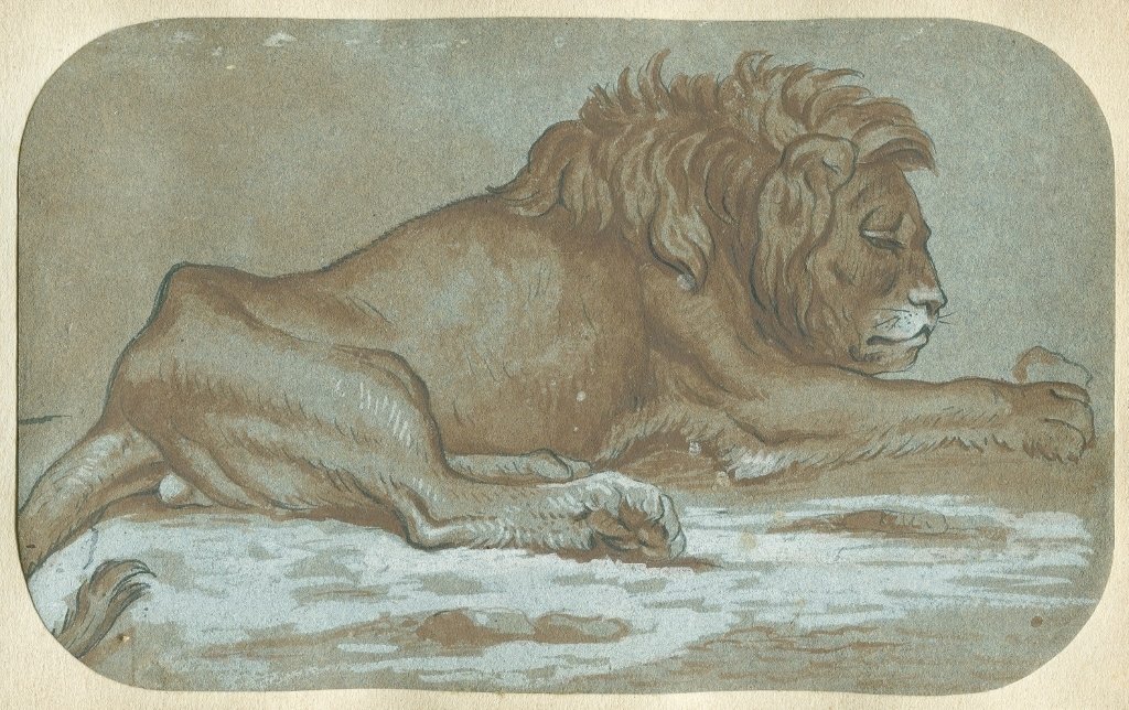 Lion Couché - Dessin original ancien à la plume, lavis et gouache blanche