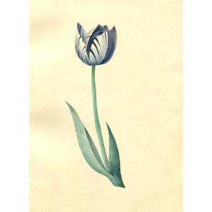 Tulipe - Aquarelle De Fleur  - Dessin Ancien
