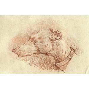 Greyhound Head - Original Animal Drawing In Sanguine