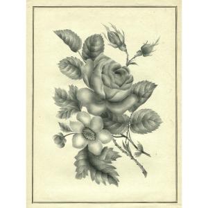 Fleurs, Botanique, Rose - Dessin original ancien  au lavis