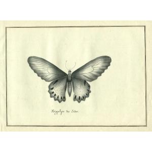 Papillon Hippolyte des Inde - Dessin original ancien 
