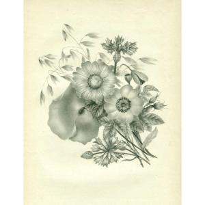 Flowers, Botany - Original Antique Drawing - Poppy, Daisy And Carnation