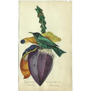 Grimpereau pinson sur une fleur de bananier - Dessin original ancien , aquarelle