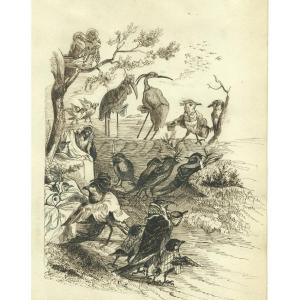 Dessin ancien zoomorphe à la plume et encre - Rassemblement d'oiseaux