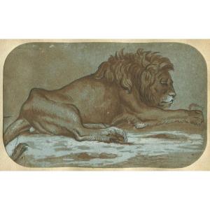Lion Couché - Dessin original ancien à la plume, lavis et gouache blanche