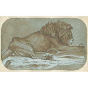 Lion Couché - Dessin original ancien à la plume, lavis et gouache blanche
