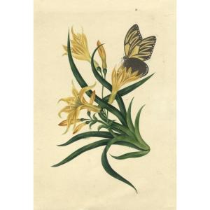 Jonquilles Et Papillon - Daté 1832- J.I Williams - Dessin Original Ancien