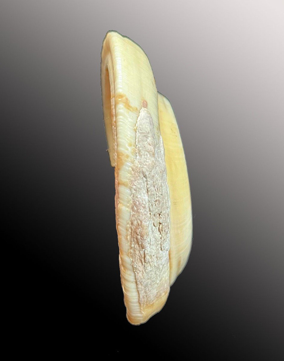 Rare And Important Pair Of Boar Tusks Vanuatu Oceania Tribal Art-photo-1