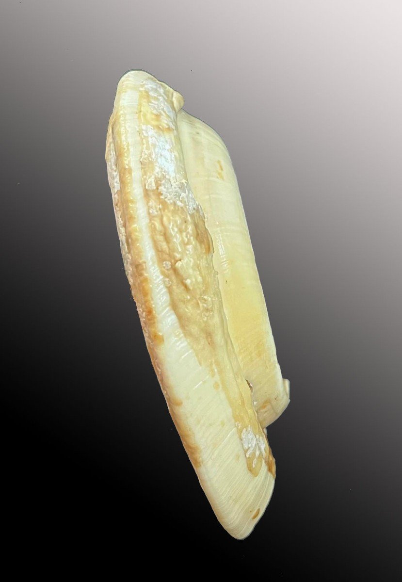 Rare And Important Pair Of Boar Tusks Vanuatu Oceania Tribal Art-photo-2