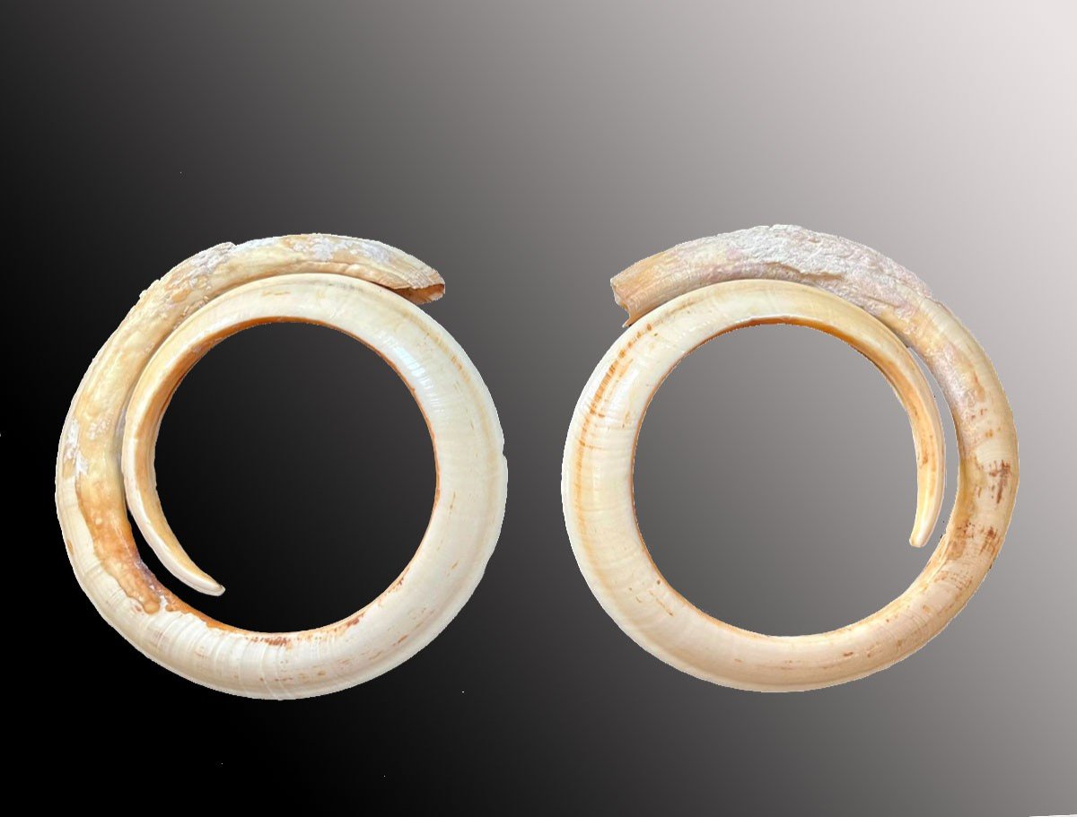 Rare And Important Pair Of Boar Tusks Vanuatu Oceania Tribal Art