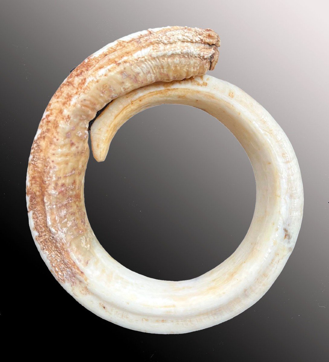 Rare  et important bracelet Dent De Verrat Monnaie d&#039;&eacute;change Vanuatu Oc&eacute;anie Art Premier-photo-2
