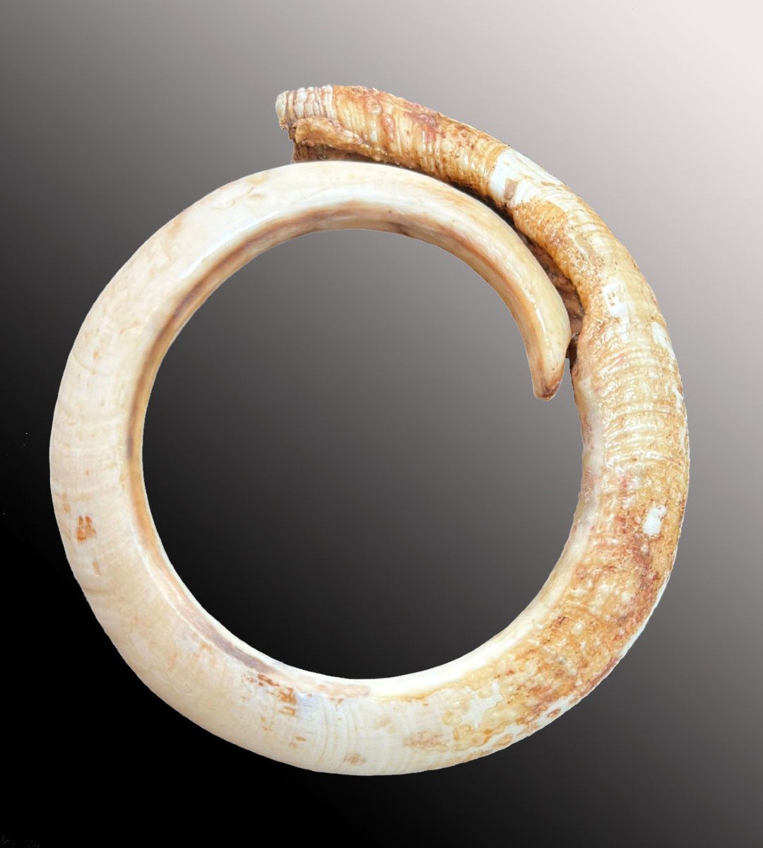 Rare  et important bracelet Dent De Verrat Monnaie d&#039;&eacute;change Vanuatu Oc&eacute;anie Art Premier