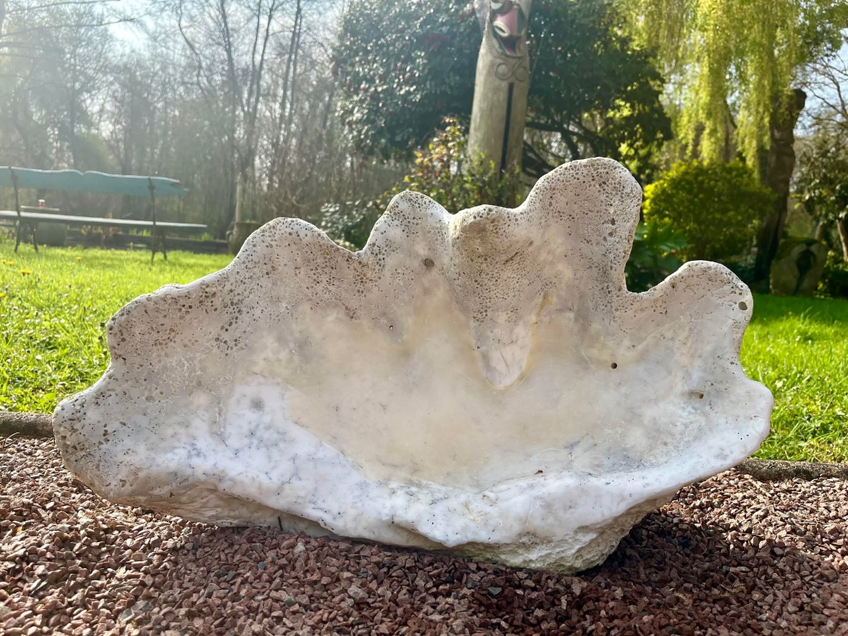 Bénitier  Géant Fossilisé "tridacna Giga" Océanie