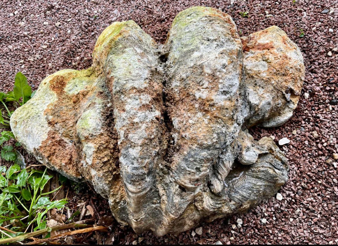 Bénitier géant fossilisé «Tridacna Gigas » Océanie Vanuatu Art premier-photo-2
