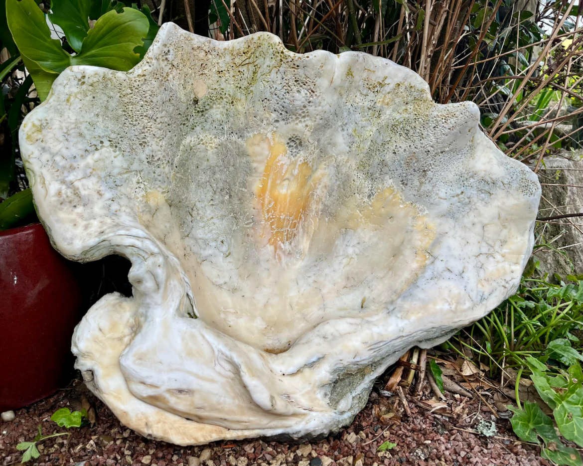 Bénitier géant fossilisé «Tridacna Gigas » Océanie Vanuatu Art premier