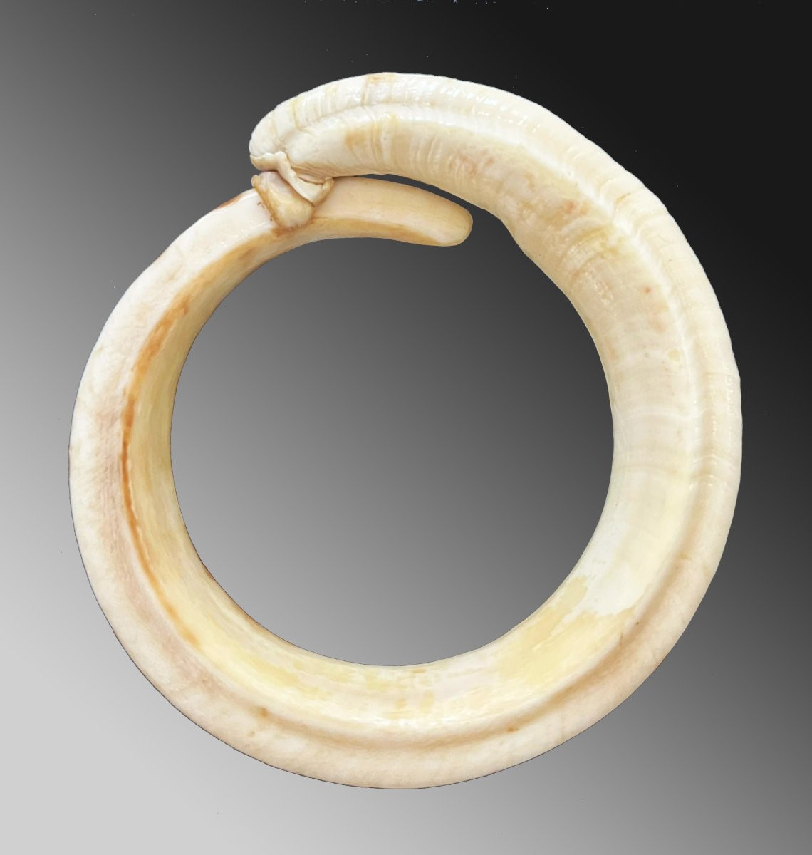 Rare bracelet Dent De Verrat Monnaie d'&eacute;change Vanuatu Oc&eacute;anie Art Premier-photo-2