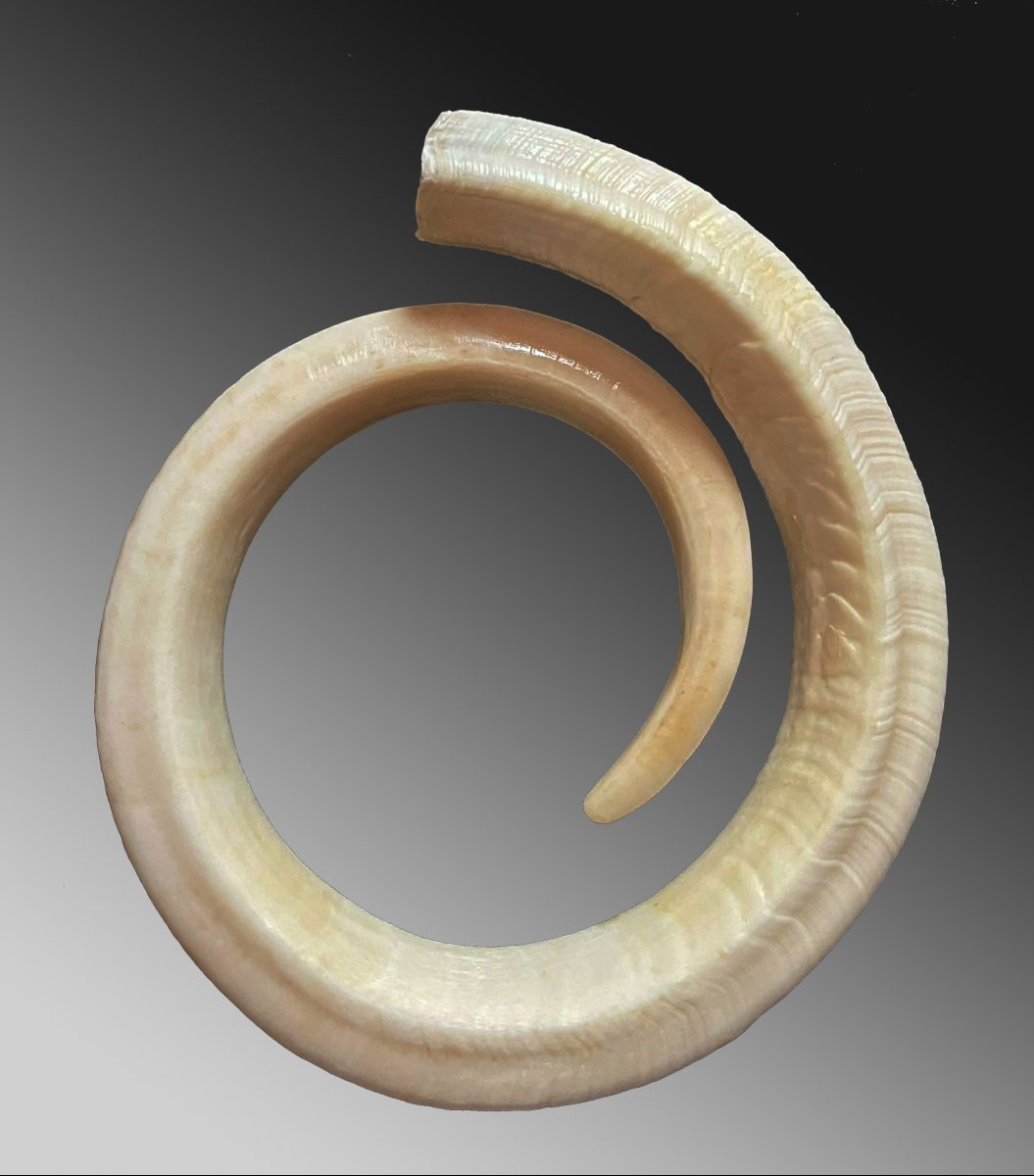 Dent de verrat Monnaie d'échange Vanuatu Océanie Art premier-photo-2