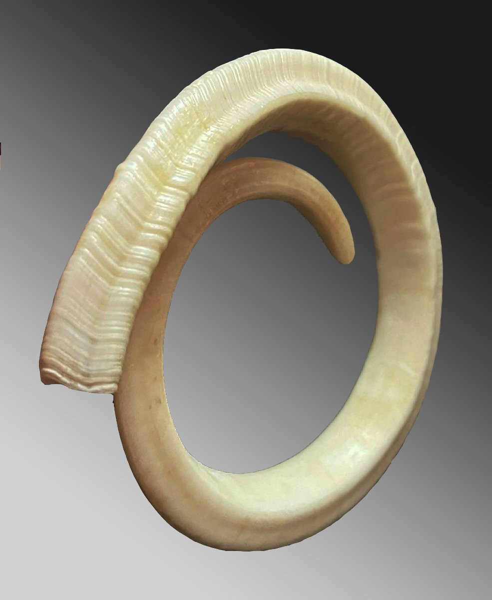 Dent de verrat Monnaie d'échange Vanuatu Océanie Art premier-photo-3