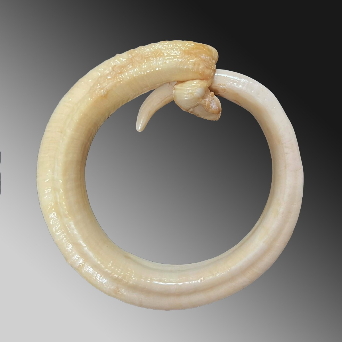 Dent de verrat Monnaie d'échange Vanuatu Océanie Art premier-photo-2