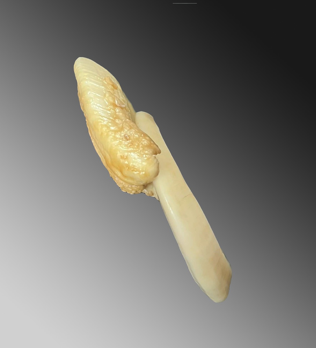 Dent de verrat Monnaie d'échange Vanuatu Océanie Art premier-photo-1