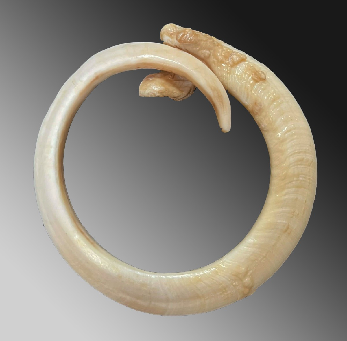 Dent de verrat Monnaie d'échange Vanuatu Océanie Art premier