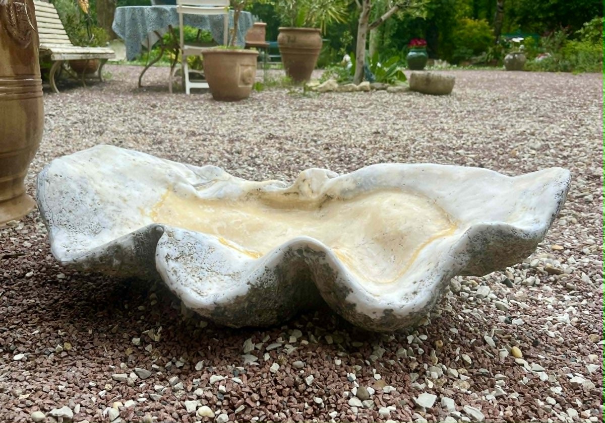 Fossilized Giant Clam “tridacna Gigas” Oceania Vanuatu Primitive Art-photo-4