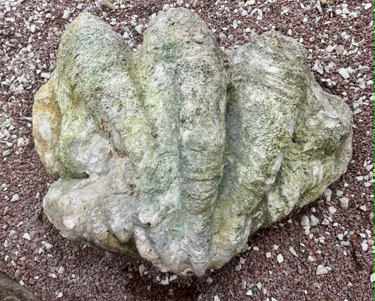 Fossilized Giant Clam “tridacna Gigas” Oceania Vanuatu Primitive Art-photo-2