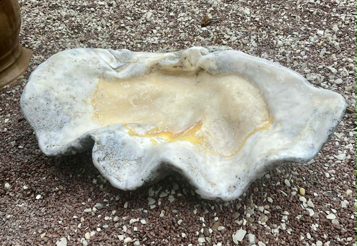 Fossilized Giant Clam “tridacna Gigas” Oceania Vanuatu Primitive Art-photo-3