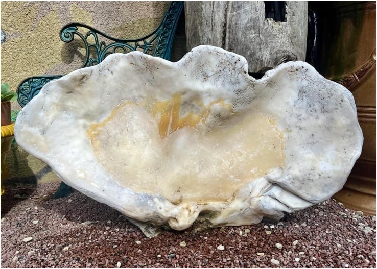 Fossilized Giant Clam “tridacna Gigas” Oceania Vanuatu Primitive Art