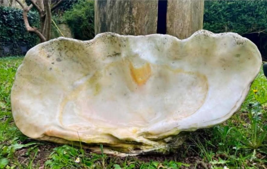 Bénitier géant fossilisé «Tridacna Gigas » Océanie Vanuatu Art premier