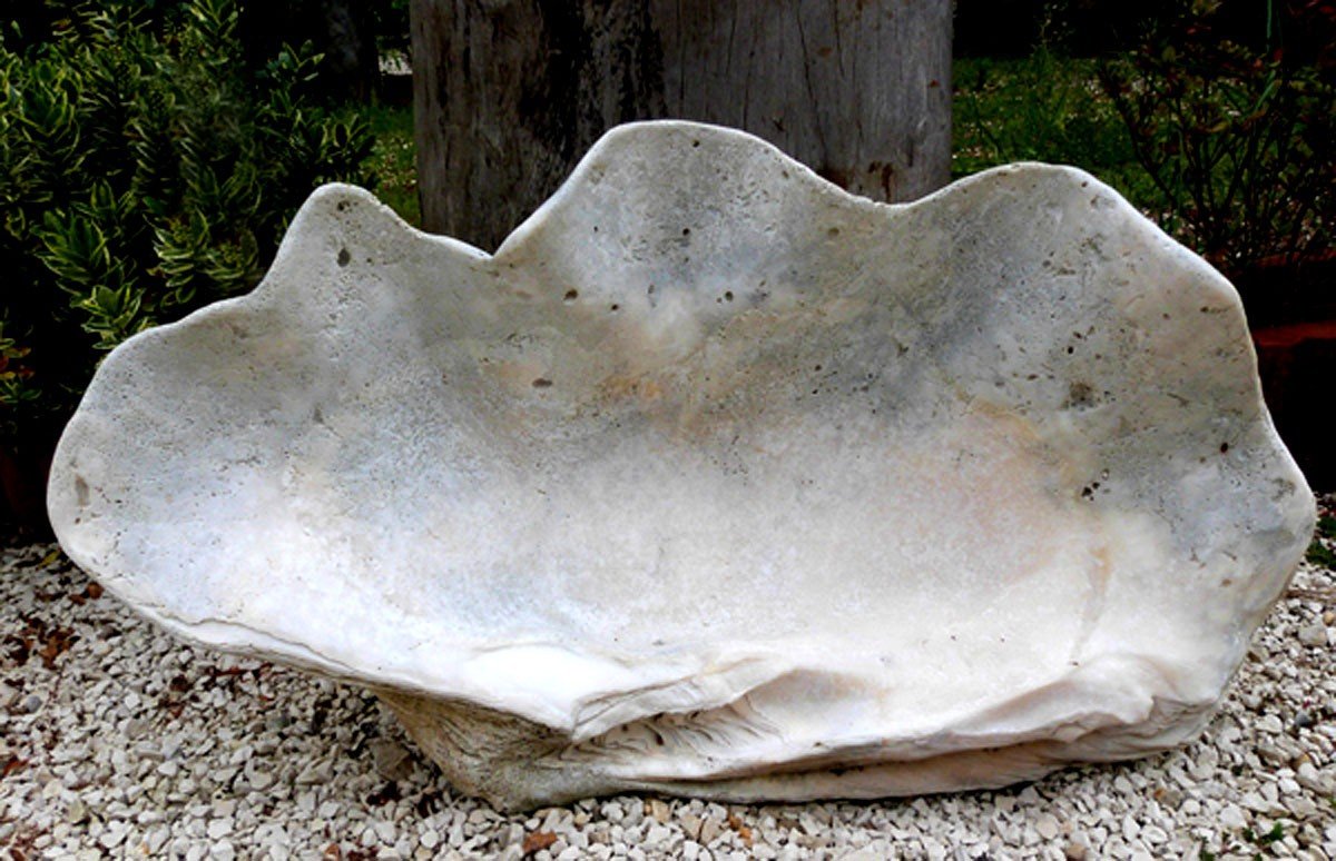 Giant Fossilized Clam Shell "tridacna Gigas" Vanuatu Oceania Primitive Art
