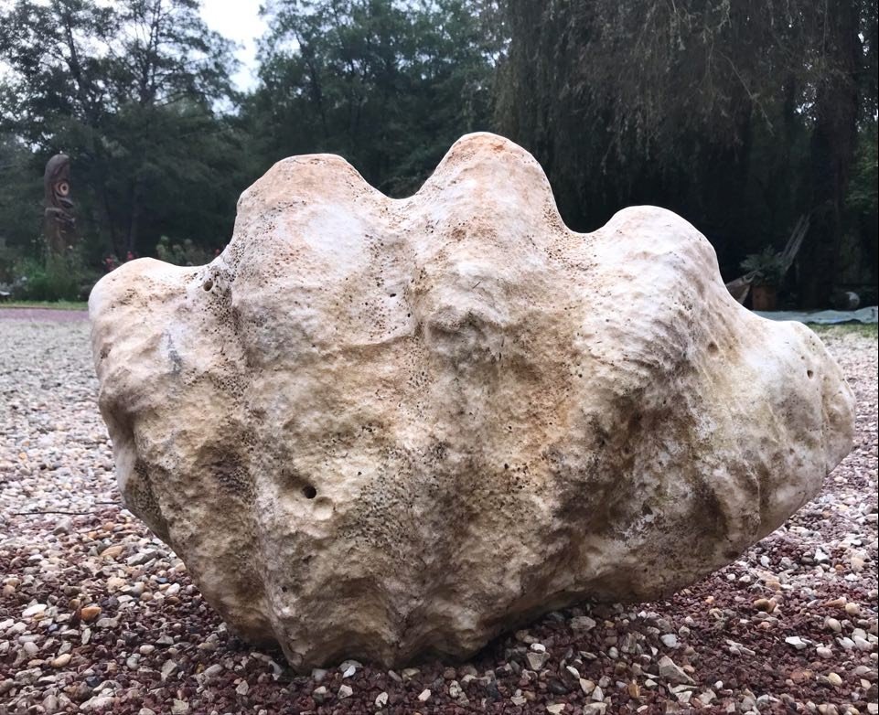 Giant Fossilized Clam Shell "tridacna Gigas" Vanuatu Oceania Primitive Art-photo-4