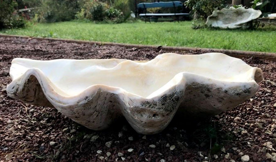 Giant Fossilized Clam Shell "tridacna Gigas"  Oceania-photo-3