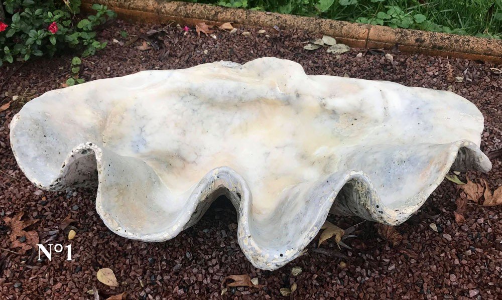 Giant Fossilized Clam Shell "tridacna Gigas" Vanuatu Oceania-photo-3