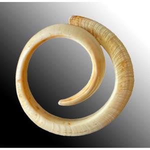 Pig Tusk Currency Vanuatu Oceania Art Premier