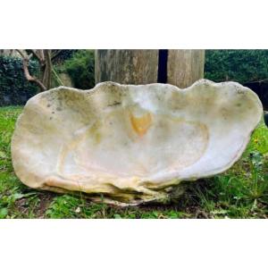 Bénitier géant fossilisé «Tridacna Gigas » Océanie Vanuatu Art premier