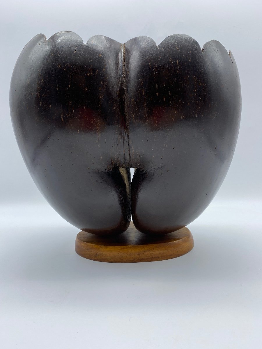Double Coco De Mer Vase Early 20th Century From Suychelles-photo-2