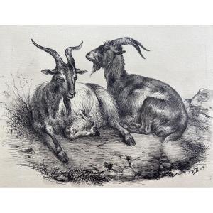 France V. Berré Antique Collection Of 22 Ink Drawings Of Farm Animals Animal Art