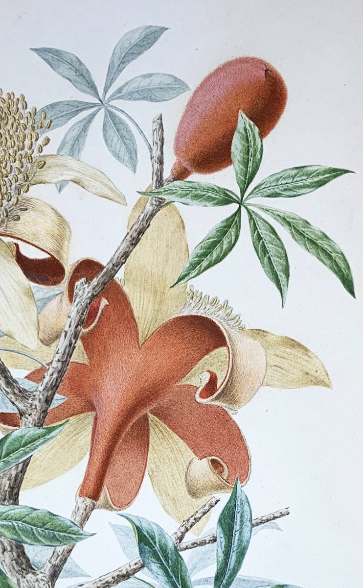 Fleurs de Baobab vers 1880, Jules Alphonse Révillon d’Apreval (1851 -1915)-photo-2